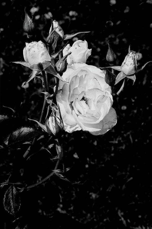 Flower Photograph - 25.2024-1 Nicole Carol Miller Rose Black and White #252024 by M K Miller
