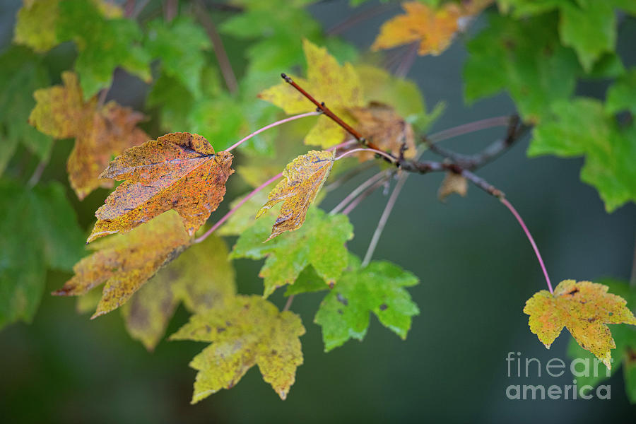 Bright Orange And Yellow - Maple Leaves Photograph