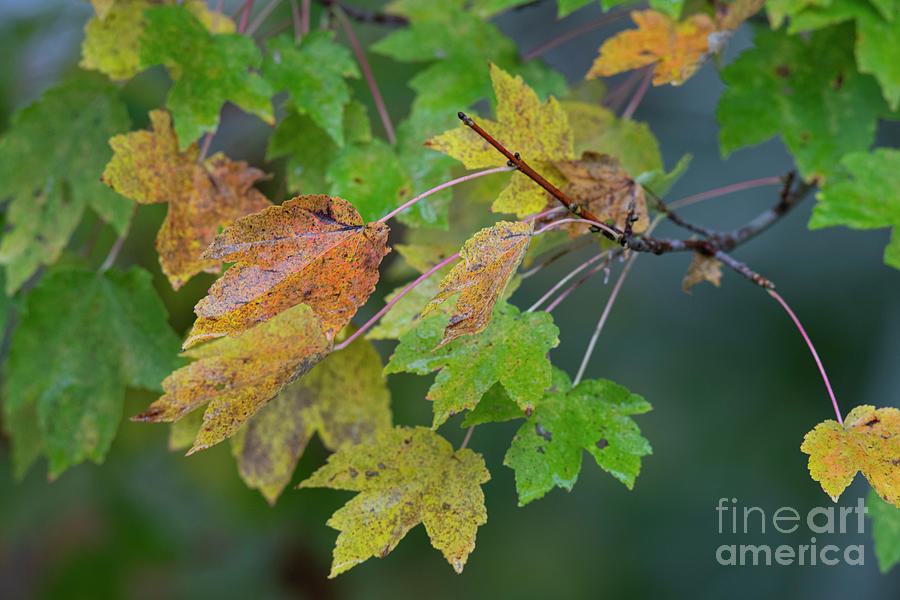 Fall Color Appears - Maple Tree Photograph