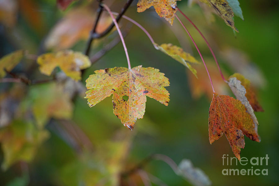 Pigments Of Yellow - Maple Leaves - Autumn Spendor Photograph