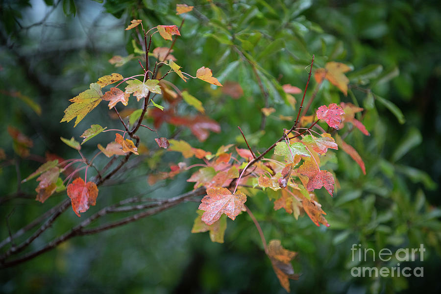 Golden Fall Splendor - Maple Leaves Photograph