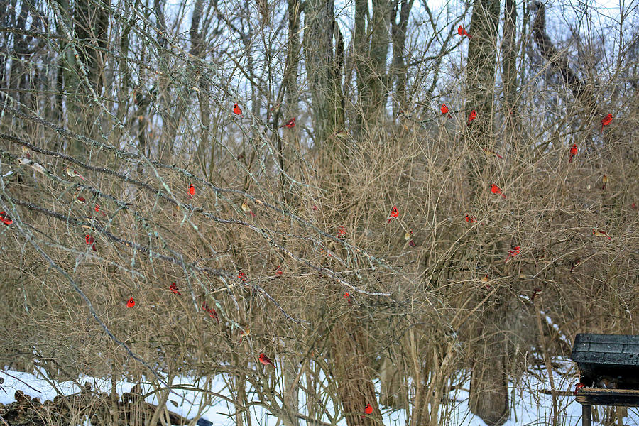 Cardinals Galore #26 Photograph by PJQandFriends Photography