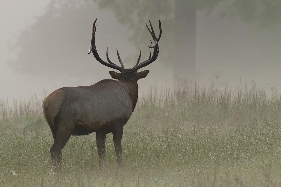 Bull Elk #1 Photograph by Doug McPherson