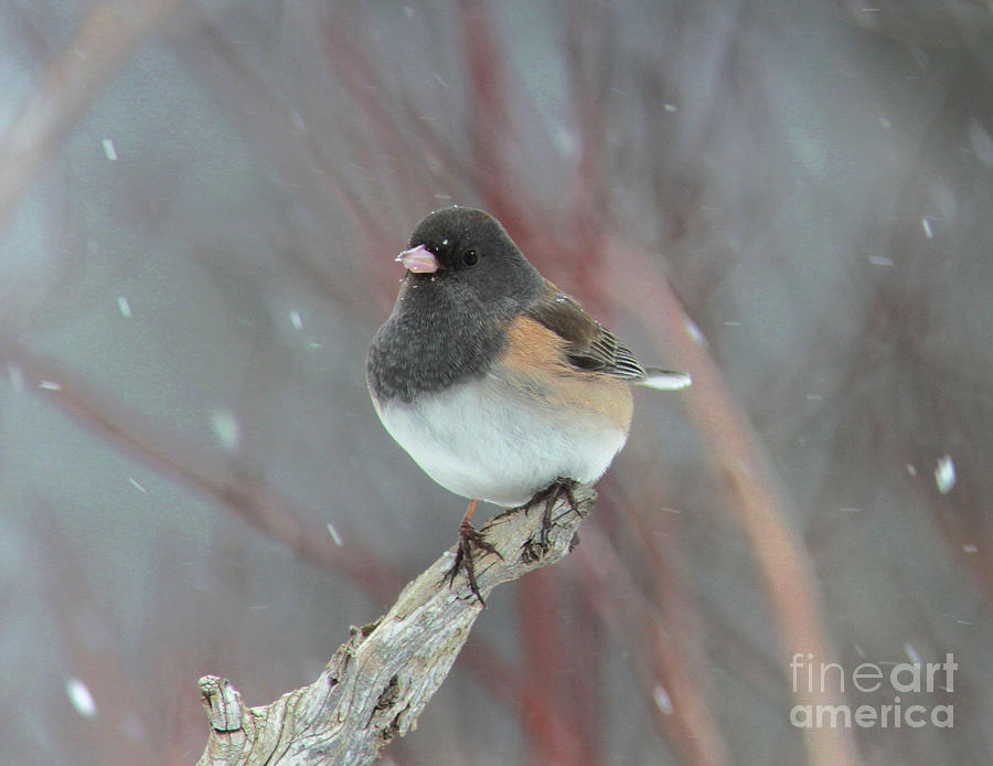 Dark-eyed Junco #26 Photograph by Gary Wing