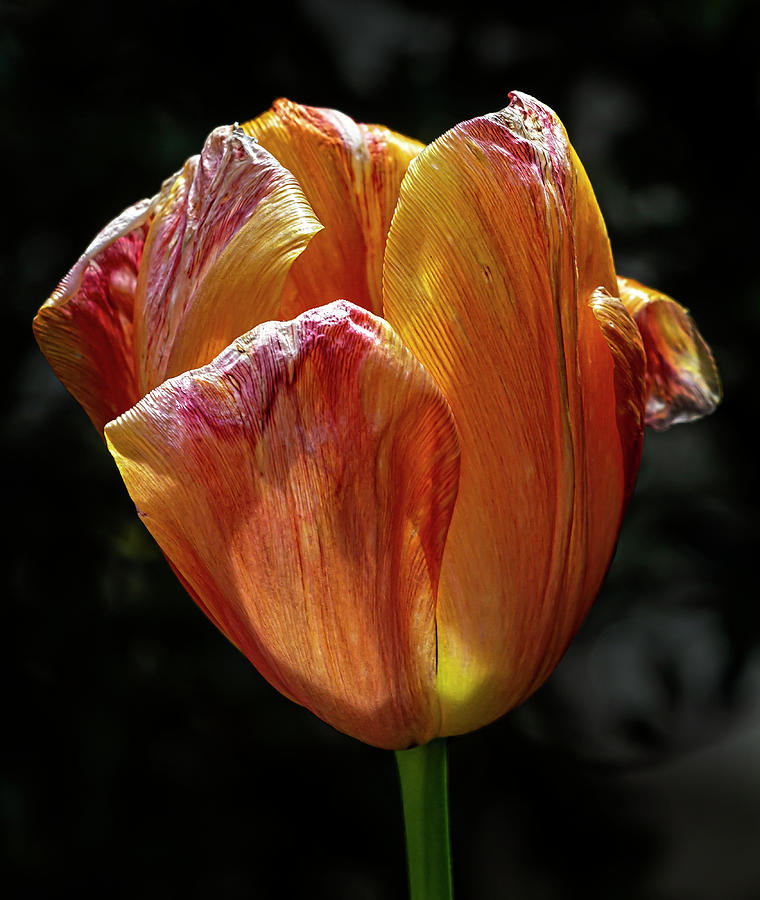 Dying Tulip Photograph by Robert Ullmann Fine Art America