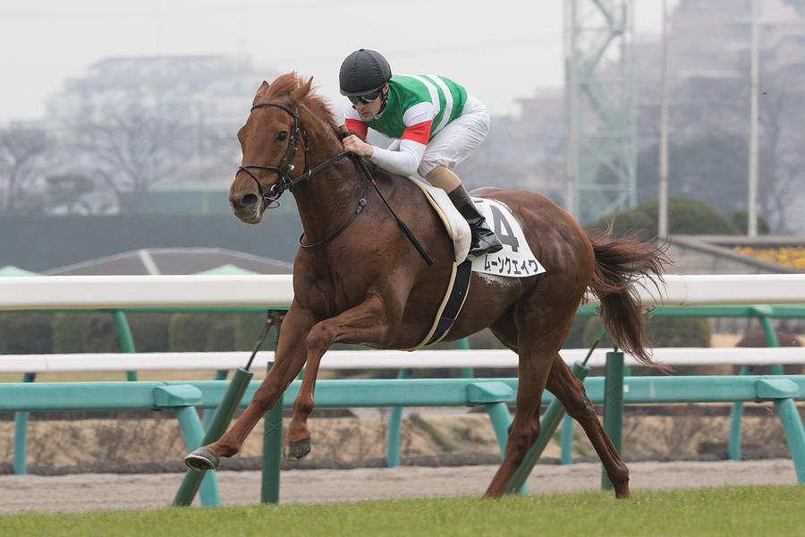Horse Racing in Japan - Nakayama Racecourse #26 Photograph by Lo Chun Kit