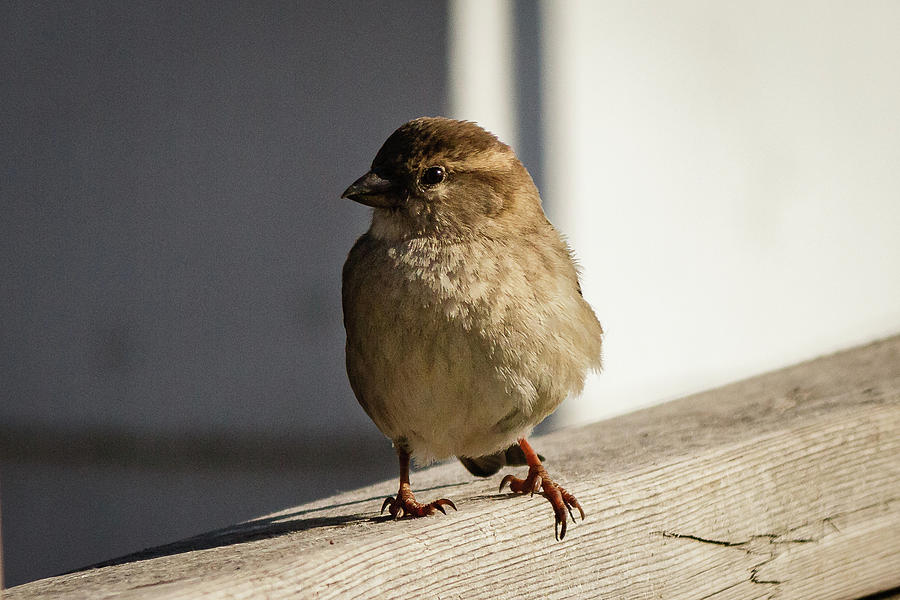 House Sparrow on a fence #26 Photograph by SAURAVphoto Online Store
