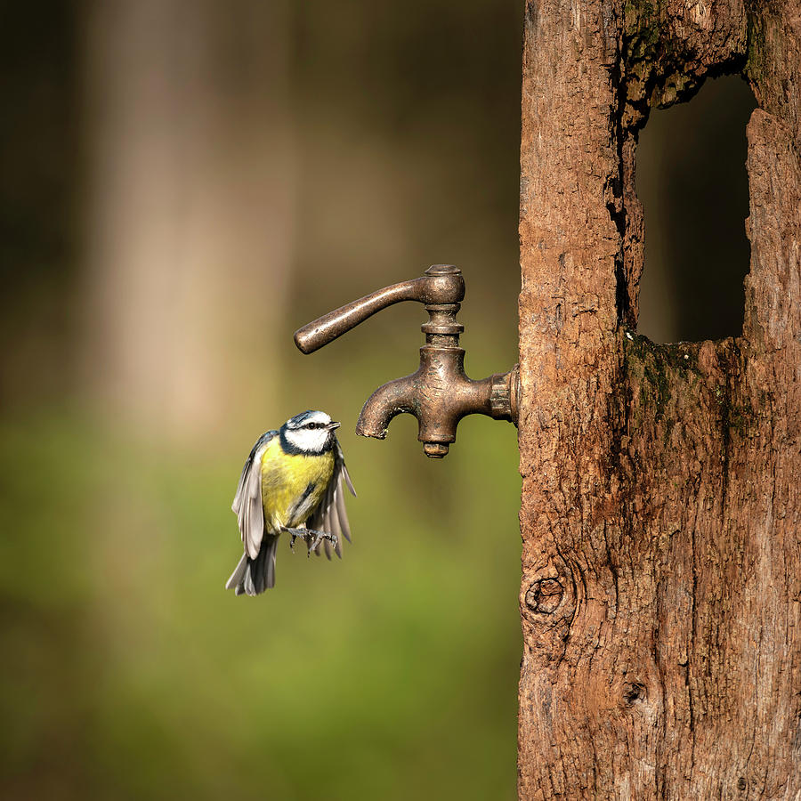 Image Of Blue Tit Bird Cyanistes Caeruleus On Wooden Post With R Photograph