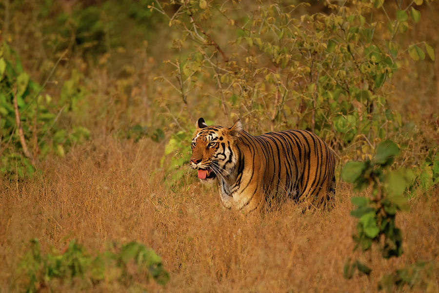 Tiger Of Tadoba Photograph By Kiran Joshi - Fine Art America