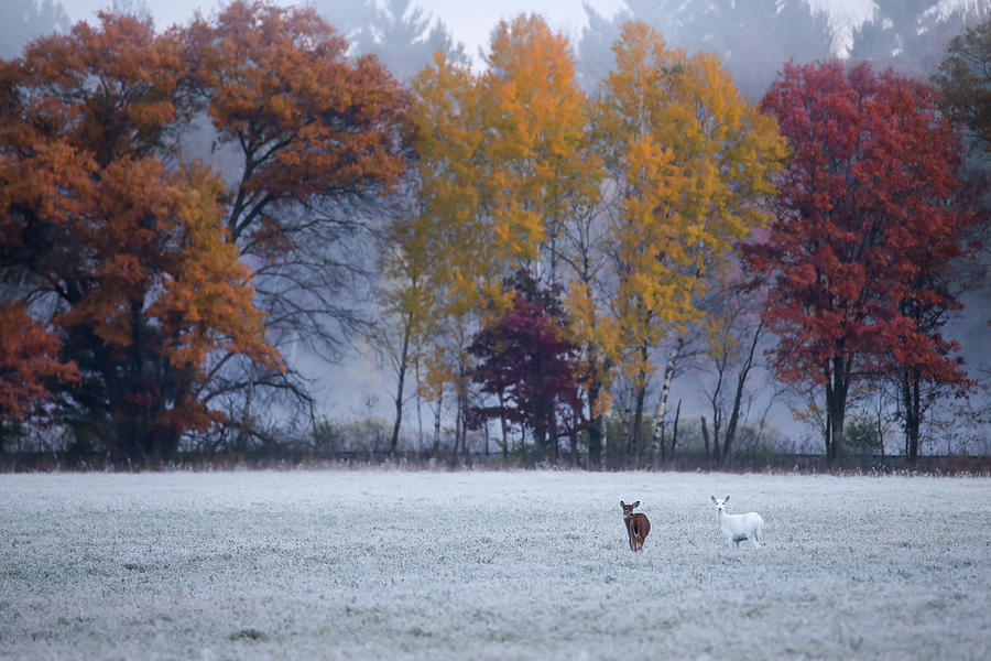 White Deer #26 Photograph by Brook Burling