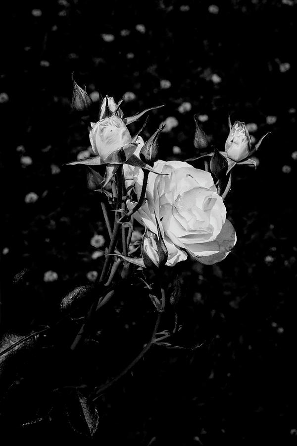 Flower Photograph - 26.2024-1 Nicole Carol Miller Rose Black and White #262024 by M K Miller