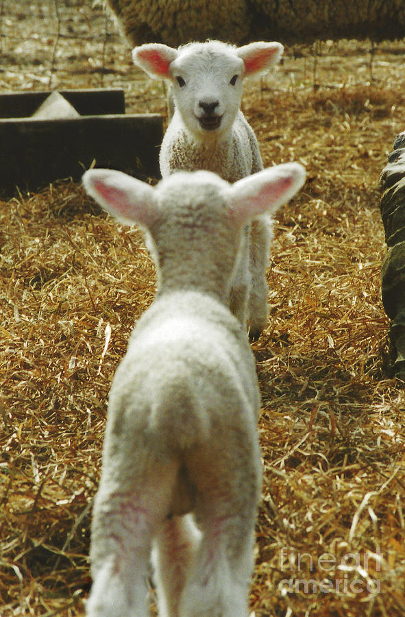 #263 4 Love At First Site Lambs Like Looking In The Mirror Twins Close Photograph