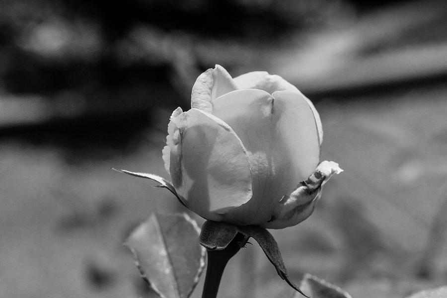 27 2024 2 Jubilee Celebration Rose In Black And White Photograph By M K   27 2024 2 Jubilee Celebration Rose In Black And White M K Miller 