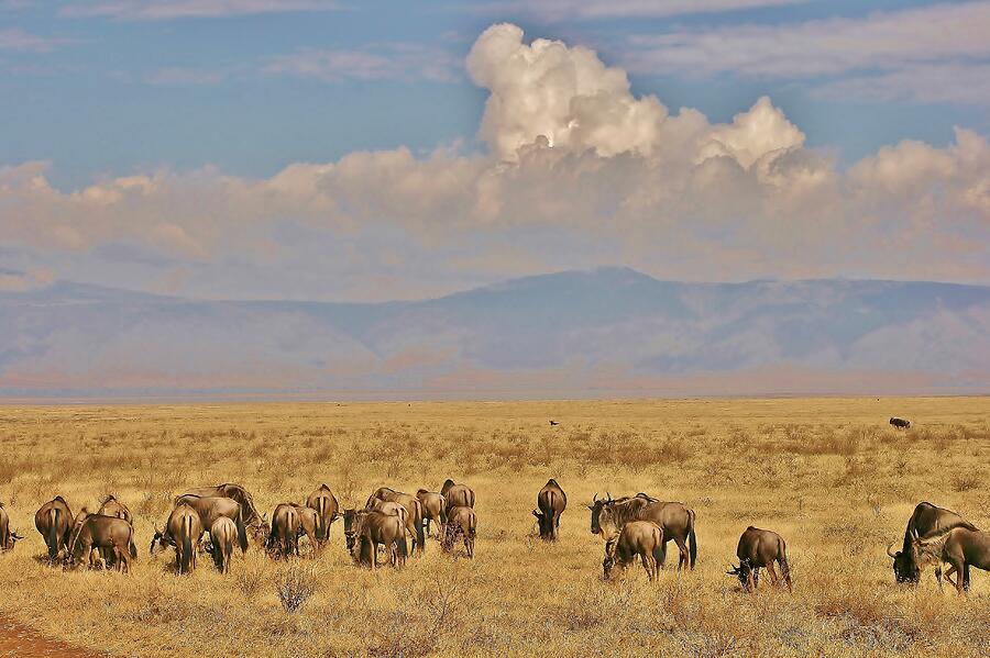 Africa #27 Photograph by John Walsh Africa #27 Photograph by John Walsh