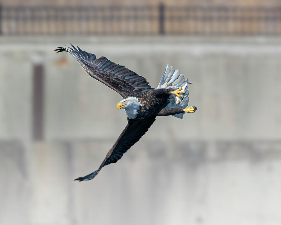 Bald Eagle #27 Photograph by Alan Moore Bald Eagle #27 Photograph by Alan Moore