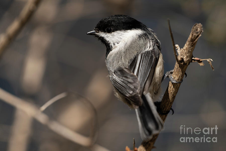 Black-capped chickadee #27 Photograph by JT Lewis