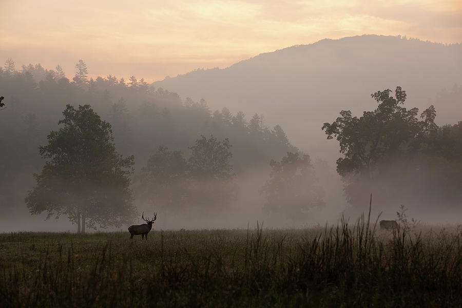 Dawn in Cataloochee Valley Photograph by Doug McPherson