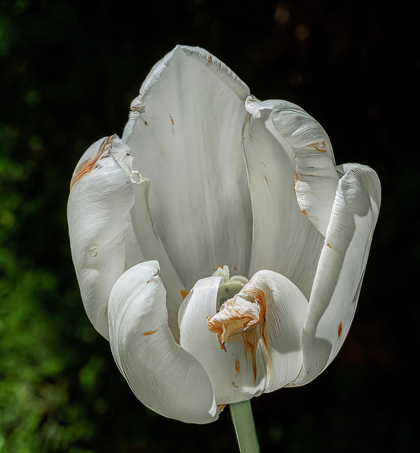 Dying Tulip Photograph