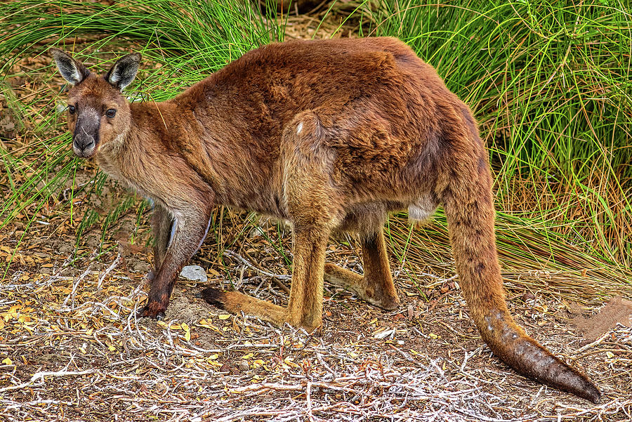Kangaroo Island Australia #27 Photograph by Paul James Bannerman