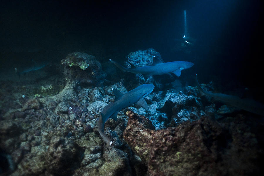 Large school of white tip reef sharks that patrol the coral reef at night to hunt in Cocos Island National Park. #27 Photograph by Giordano Cipriani