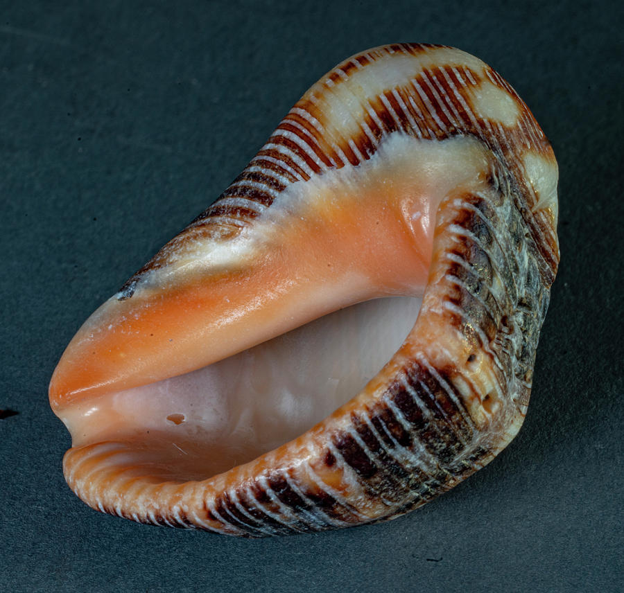 Sea Shells #27 Photograph by Tommy Farnsworth