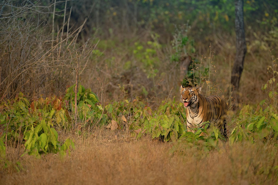 Tiger of Tadoba #27 Photograph by Kiran Joshi
