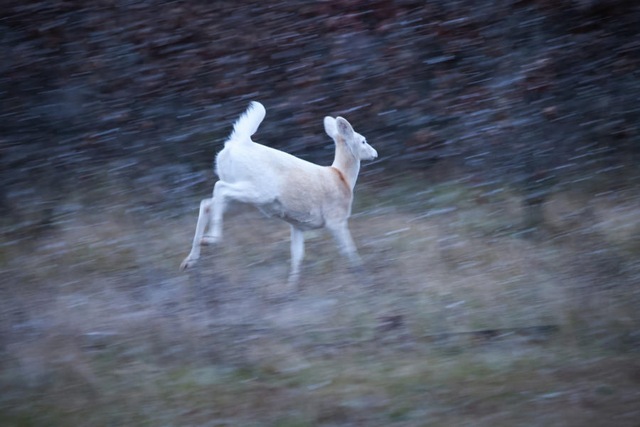 White Deer #27 Photograph by Brook Burling