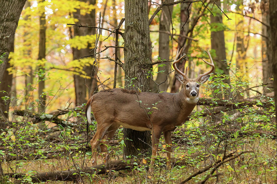Whitetail Deer #27 Photograph by Brook Burling