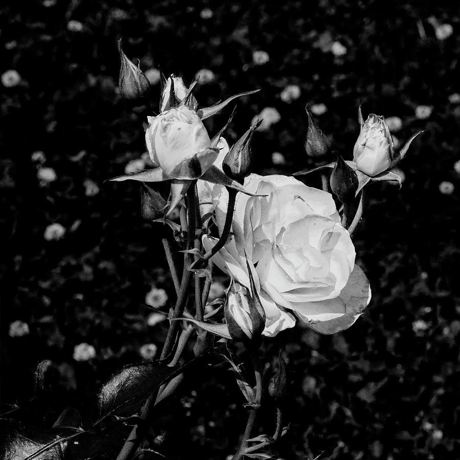 27.2024-1 Nicole Carol Miller Rose Black and White #272024 Photograph by M K Miller