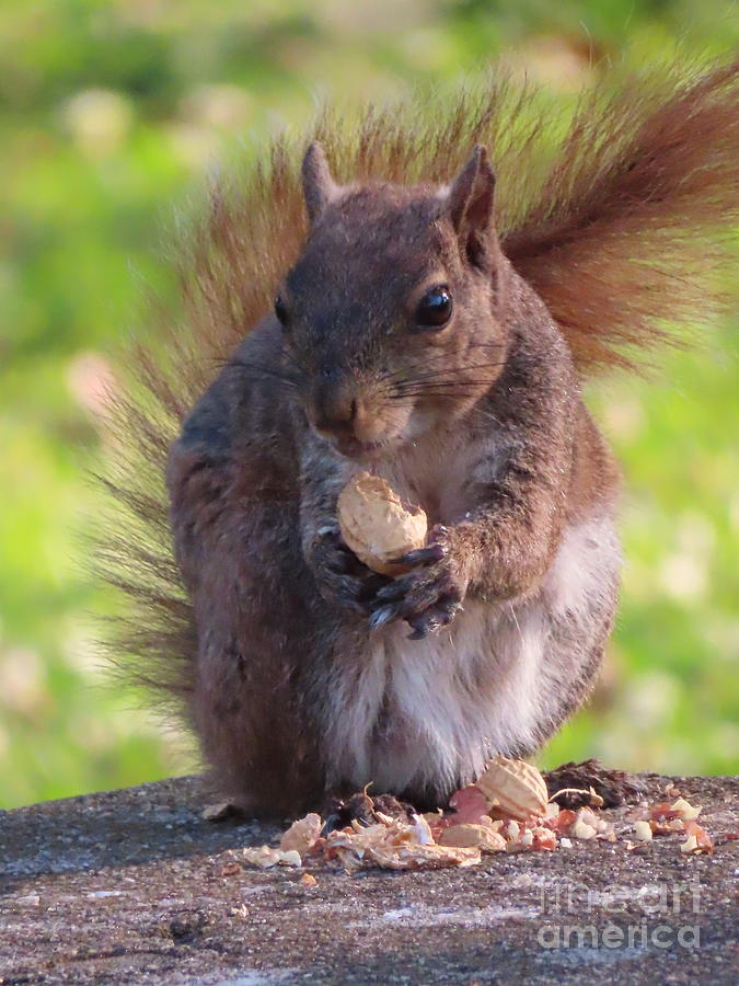 273 - Squirrel Photograph by Deborah Carpenter - Fine Art America