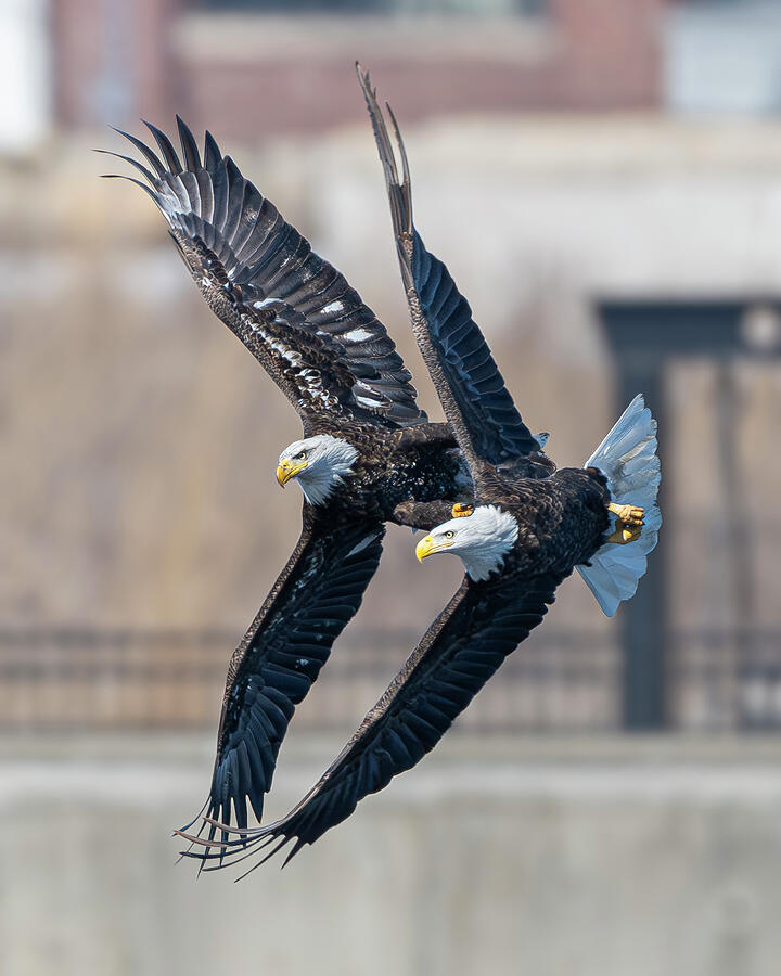 Bald Eagle #28 Photograph by Alan Moore Bald Eagle #28 Photograph by Alan Moore