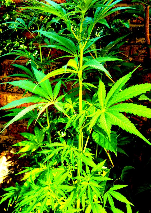 Cannabis Plant #28 Photograph by Loraine Yaffe