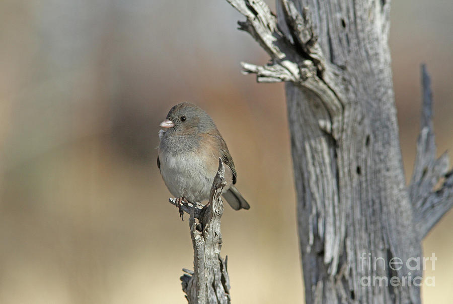 Dark-eyed Junco #28 Photograph by Gary Wing