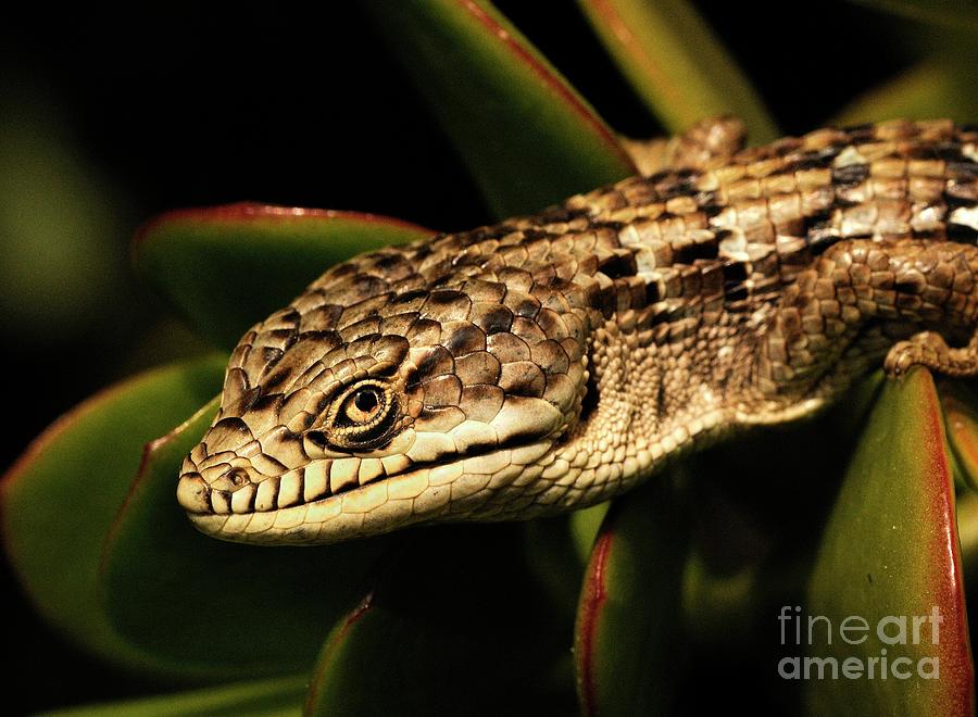 Lizard #28 Photograph by Marc Bittan