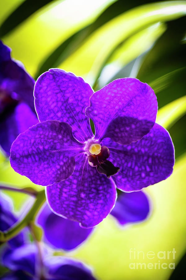Purple Orchid Flowers Photograph by Raul Rodriguez