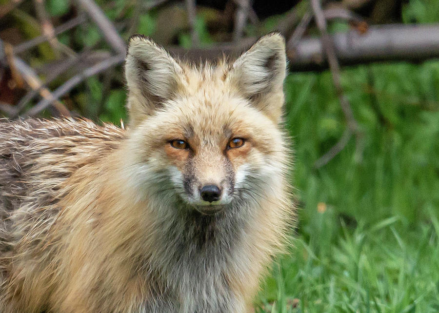 Red Fox Photograph by Scott Roberts - Fine Art America