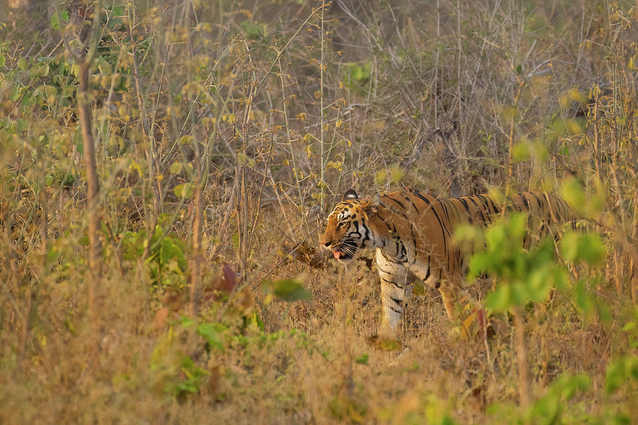 Tiger of Tadoba #28 Photograph by Kiran Joshi