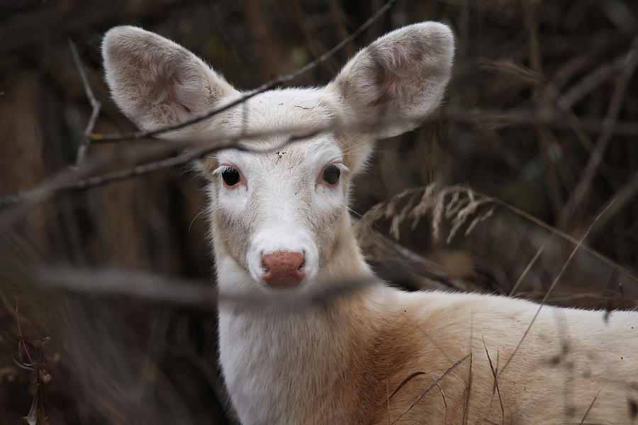 White Deer #28 Photograph by Brook Burling