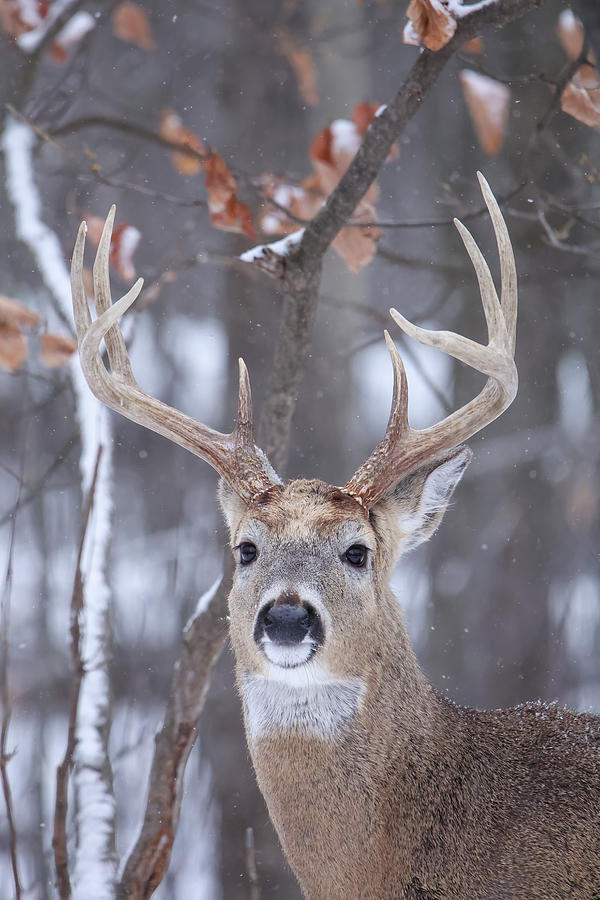 Whitetail Buck #28 Photograph by Brook Burling