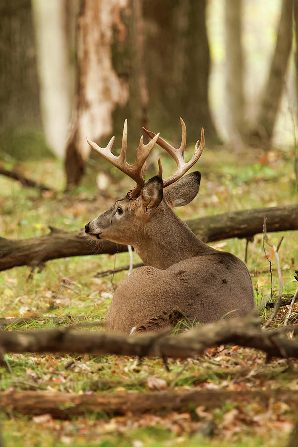 Whitetail Deer #28 Photograph by Brook Burling