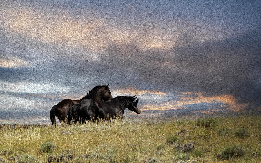 Wild Horses #28 Photograph by Laura Terriere