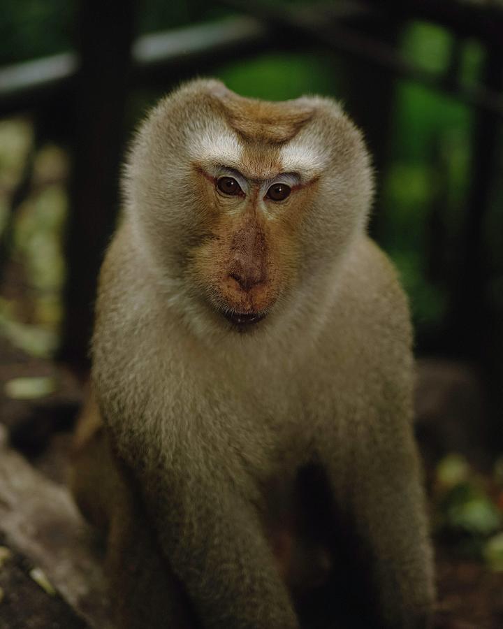 Beautiful Primate #281 Mixed Media by Nature Photography