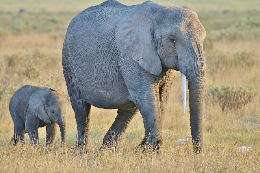 Africa #29 Photograph by John Walsh Africa #29 Photograph by John Walsh