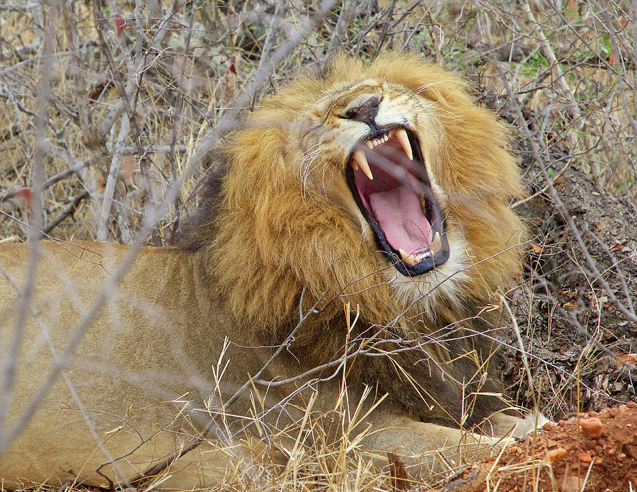 Africa Photograph by Pat Ford - Fine Art America