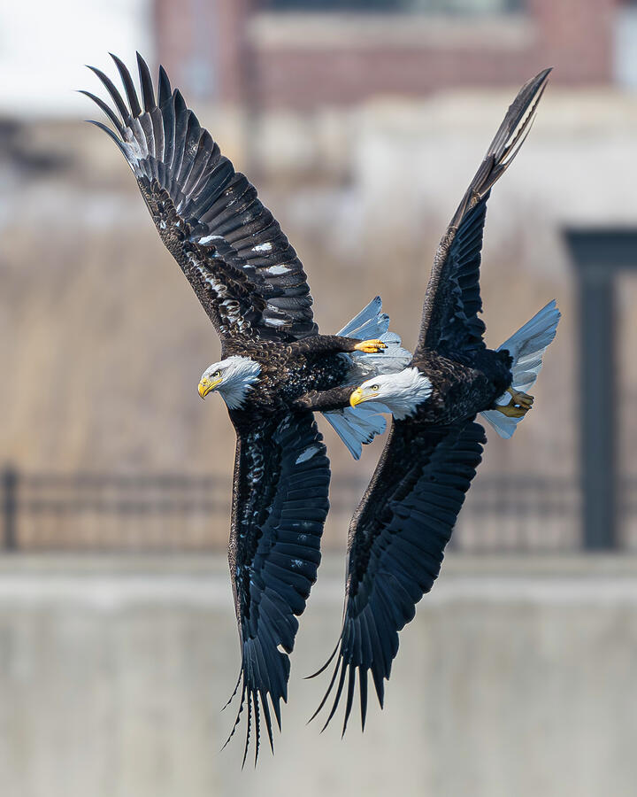 Bald Eagle #29 Photograph by Alan Moore Bald Eagle #29 Photograph by Alan Moore