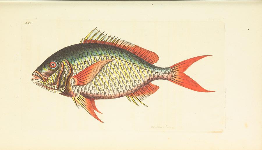 Beautiful Vintage Fish Mixed Media by Beautiful Nature Prints - Fine ...