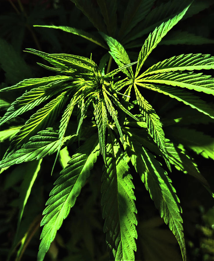 Sunlit Cannabis Plant Photograph