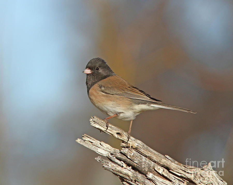 Dark-eyed Junco #29 Photograph by Gary Wing