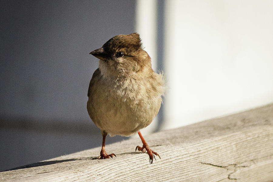 House Sparrow on a fence #29 Photograph by SAURAVphoto Online Store