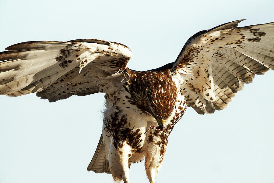 Nature Photograph By Pierre Roussel - Fine Art America